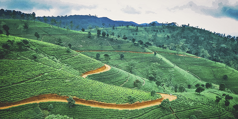 Plantación del café